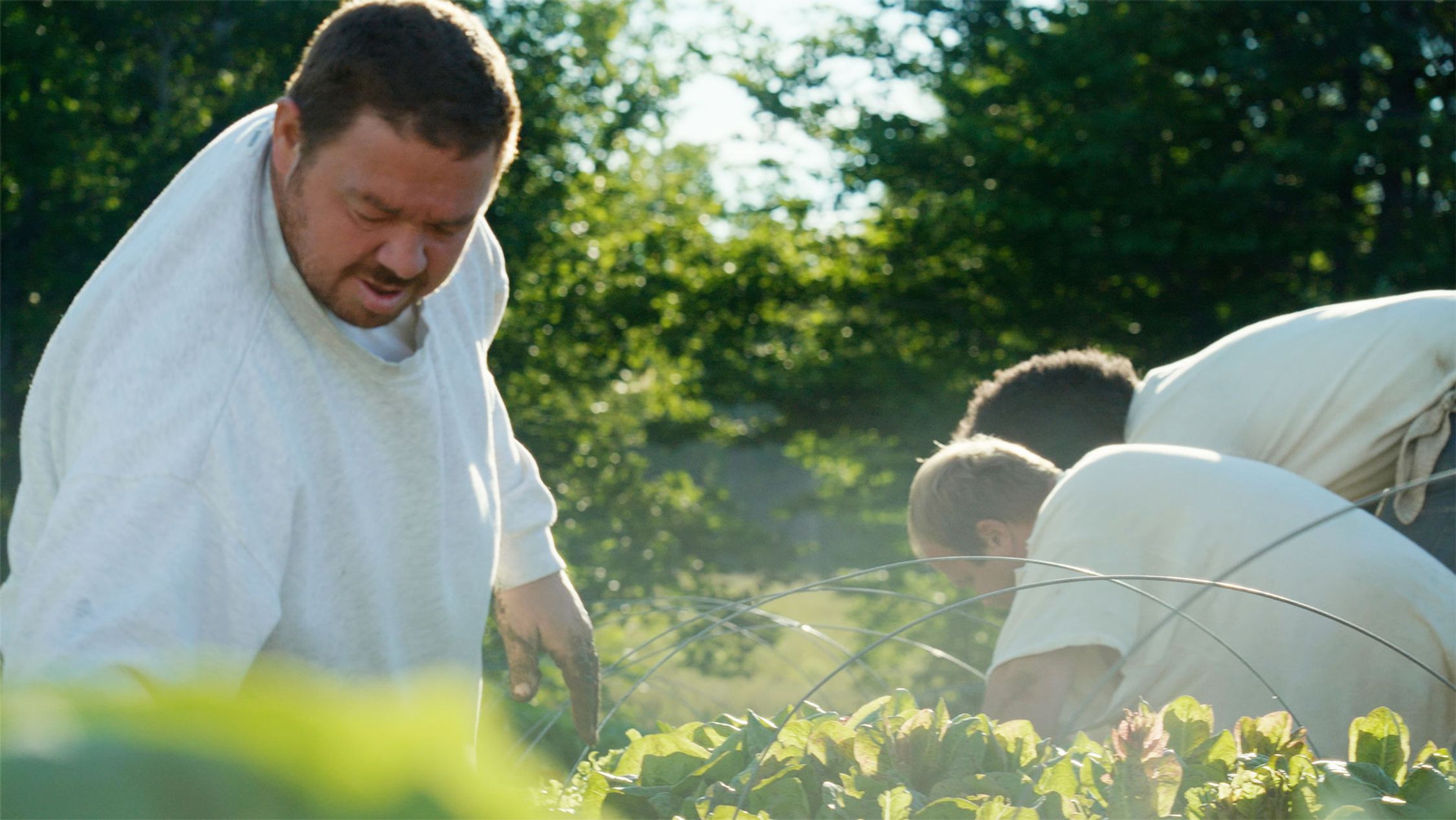 Three people are working in a garden during what appears to be the early morning, given the soft sunlight. They are all dressed in the same white garments while tending to the plants, which are in neat rows and supported by a wire structure. The lush greenery in the background suggests a fertile, well-maintained agricultural environment.