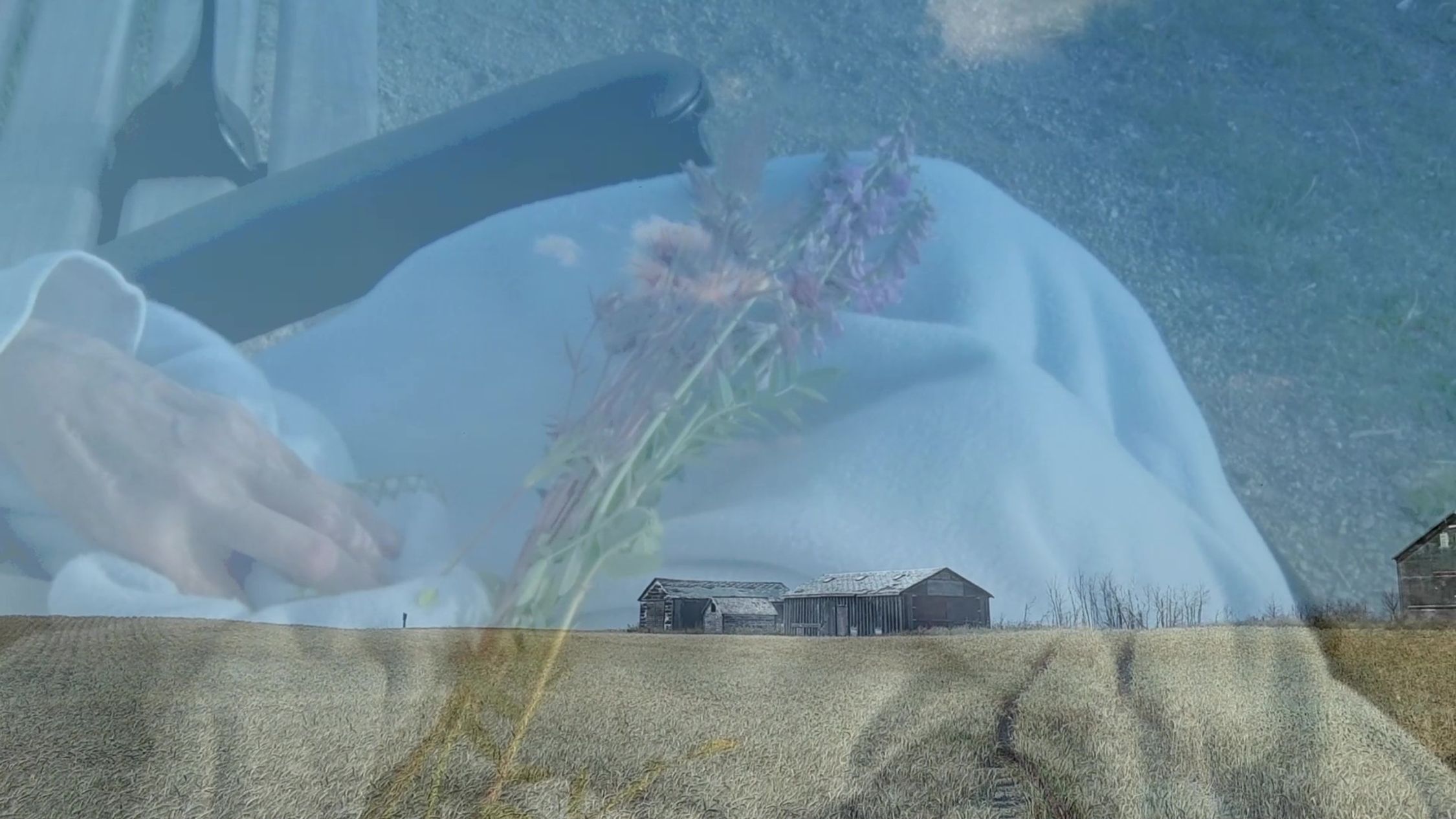 A composite image with a double exposure effect. In the foreground, a translucent image of a human hand holding a bunch of wildflowers with purple blooms is superimposed. Behind this, a rural landscape unfolds, featuring a field of golden-hued grass leading to rustic wooden buildings that appear to be barns or farmhouses. The background scene is in sharp focus, with clear blue skies above and the structures casting shadows on the grass, indicating sunlight coming from the left. The overall effect is ethereal and artistic, with the hand and flowers adding a touch of delicate human presence to the rugged countryside setting.