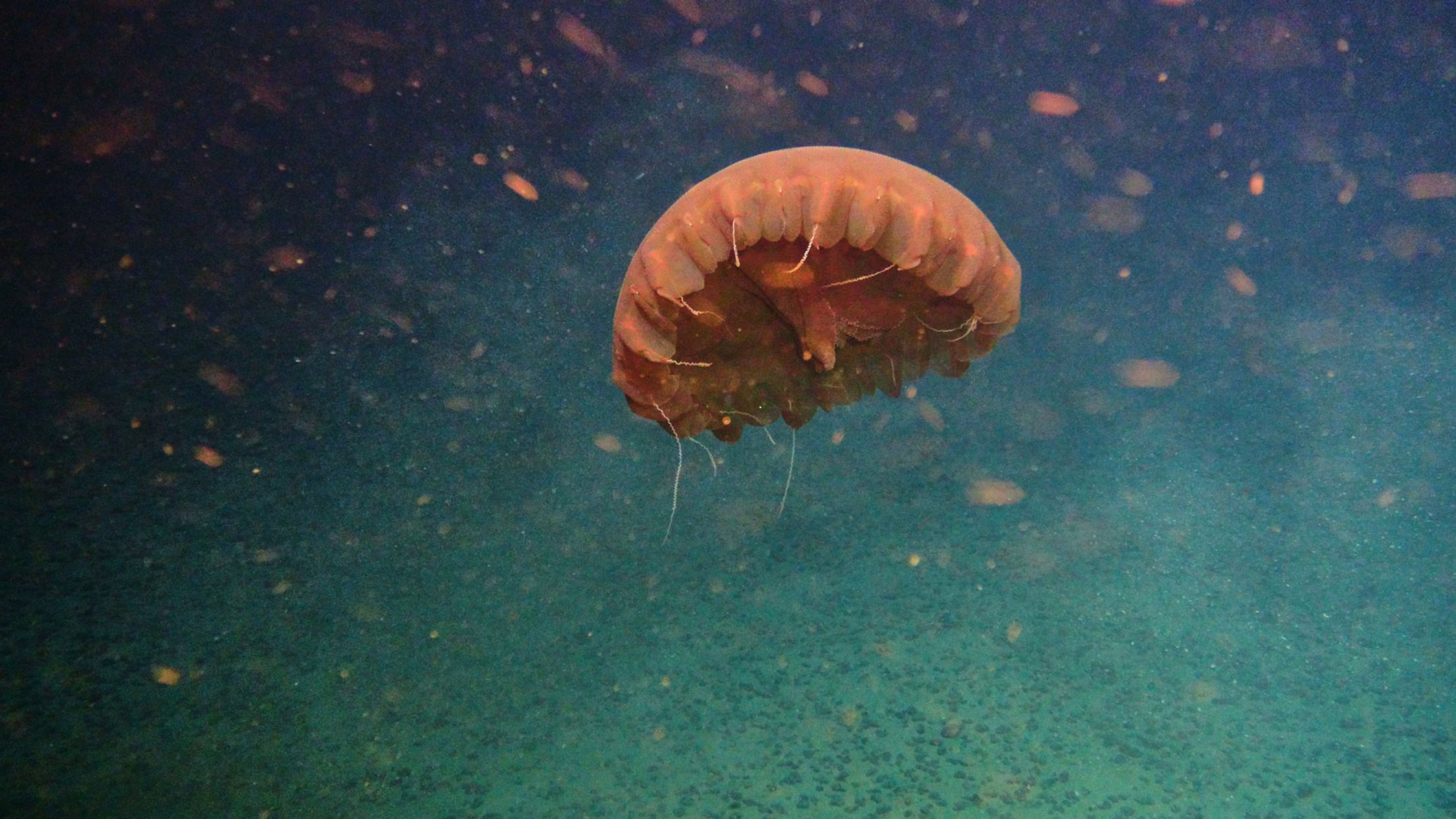 A jellyfish is floating in the water, its dome-shaped bell and trailing tentacles visible. The water around it is speckled with numerous small particles, suggesting plankton or organic debris. The jellyfish is a reddish-brown color, providing a contrast against the deep blue of the ocean. The scene captures the serene, yet alien beauty of marine life in its natural habitat.