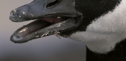 A close-up image of a goose with its beak open, revealing the unique structure of its mouth and tongue. The serrated edges inside the beak are visible. The goose's black head with white markings is distinctive, and the texture of its feathers can be seen in detail. The background is blurred.