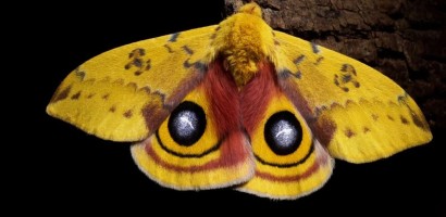 The_Night_Visitors_still_io_moth_credit_Michael_GItlin.jpeg