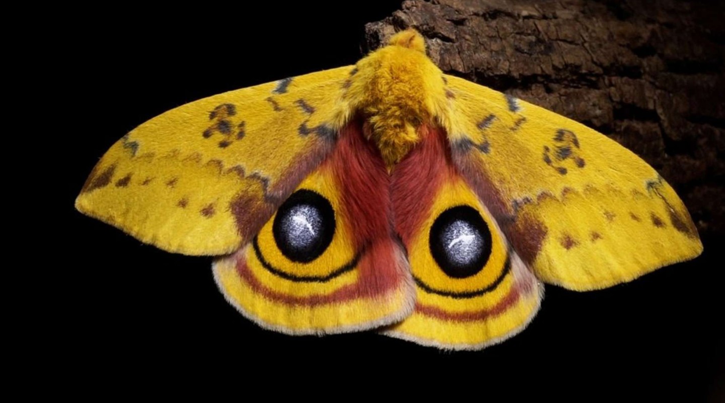 The_Night_Visitors_still_io_moth_credit_Michael_GItlin.jpeg