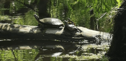 Two turtles are basking in the sun on a log that extends across a tranquil body of water. The larger turtle is in the foreground with a distinct, patterned shell, and the smaller turtle is directly behind it. The surrounding water reflects the log, turtles, and the dense green foliage above, speckled with sunlight filtering through the leaves. Floating aquatic plants are scattered on the water's surface around the log.