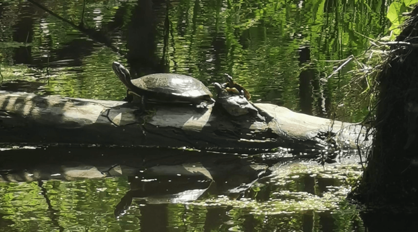 Two turtles are basking in the sun on a log that extends across a tranquil body of water. The larger turtle is in the foreground with a distinct, patterned shell, and the smaller turtle is directly behind it. The surrounding water reflects the log, turtles, and the dense green foliage above, speckled with sunlight filtering through the leaves. Floating aquatic plants are scattered on the water's surface around the log.